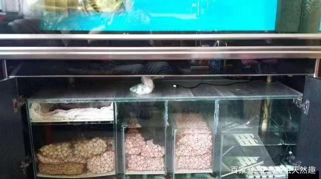 鱼缸养锦鲤鱼技术大全,缸养小锦鲤鱼的基本方法