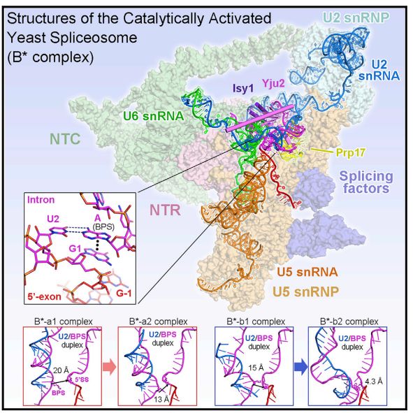 冷冻电镜最新研究,冷冻电镜研究成果涌现