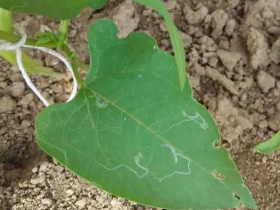 豆角的病虫害防治全过程,现在豆角要防治什么虫