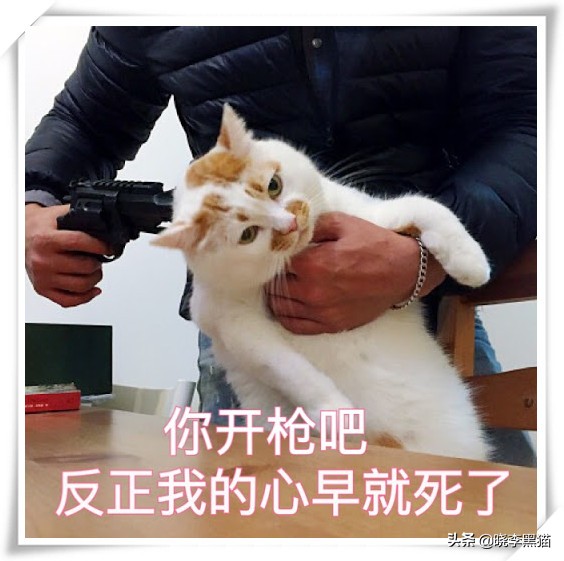 “情商”180，一只“社会”的小猫咪是怎么样炼成的？今天来教你