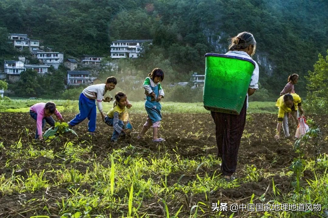黑龙江和山东谁是农业大省,黑龙江和河南谁是第一粮仓