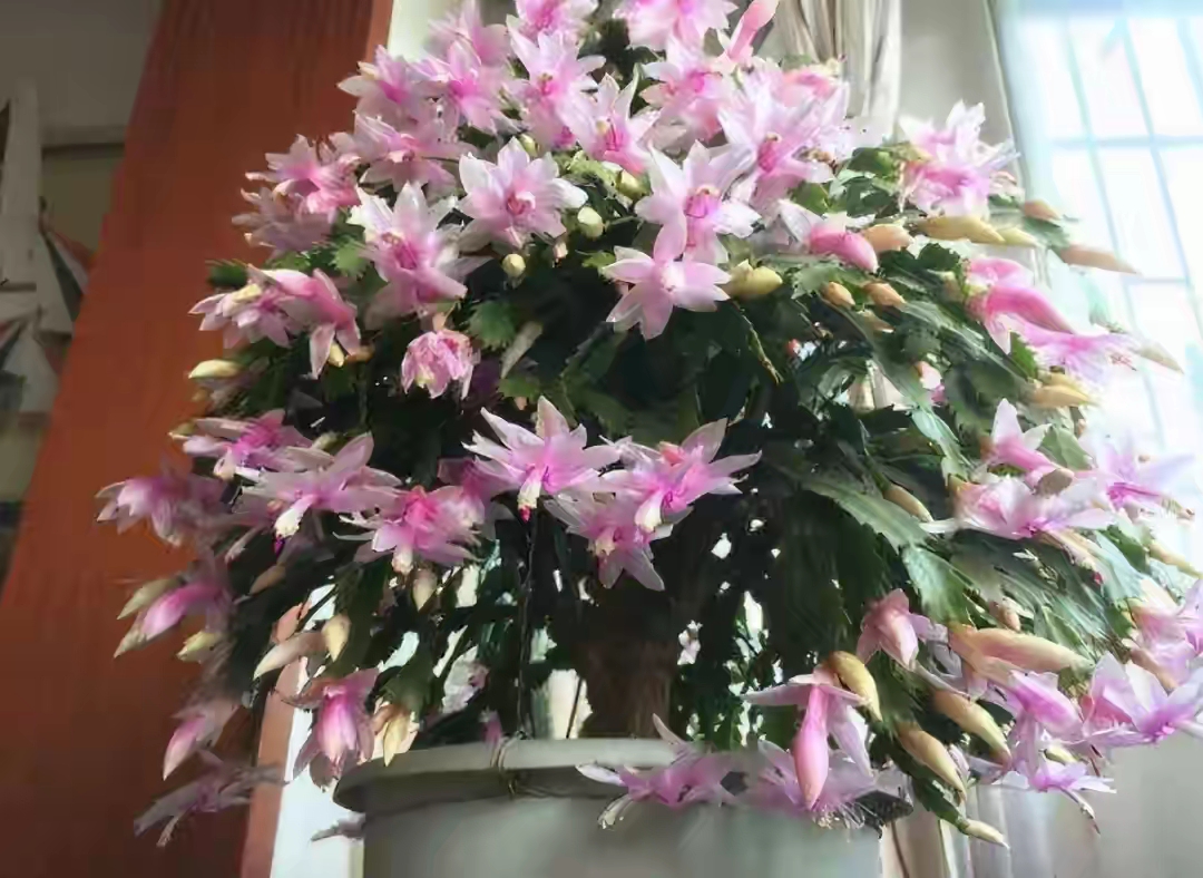 人养花一时养人一生,人养花同时花也养人