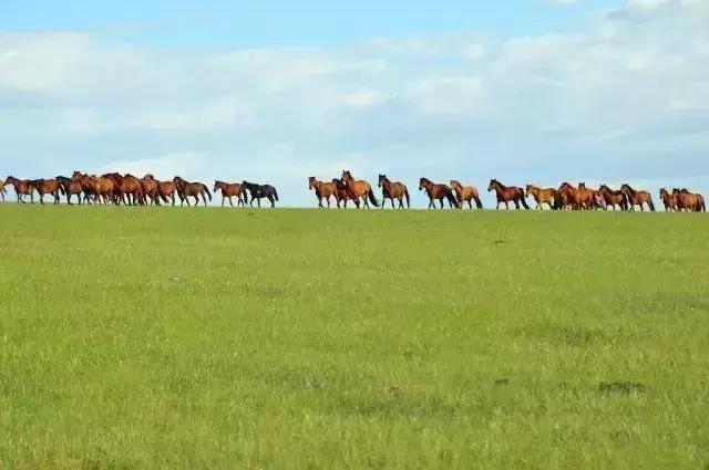 五一假期闺蜜去大兴安岭穷游,闺蜜自驾大草原