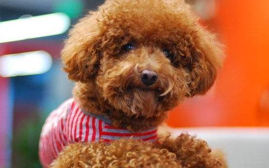 泰迪犬训练方法大全,泰迪犬怎样训练