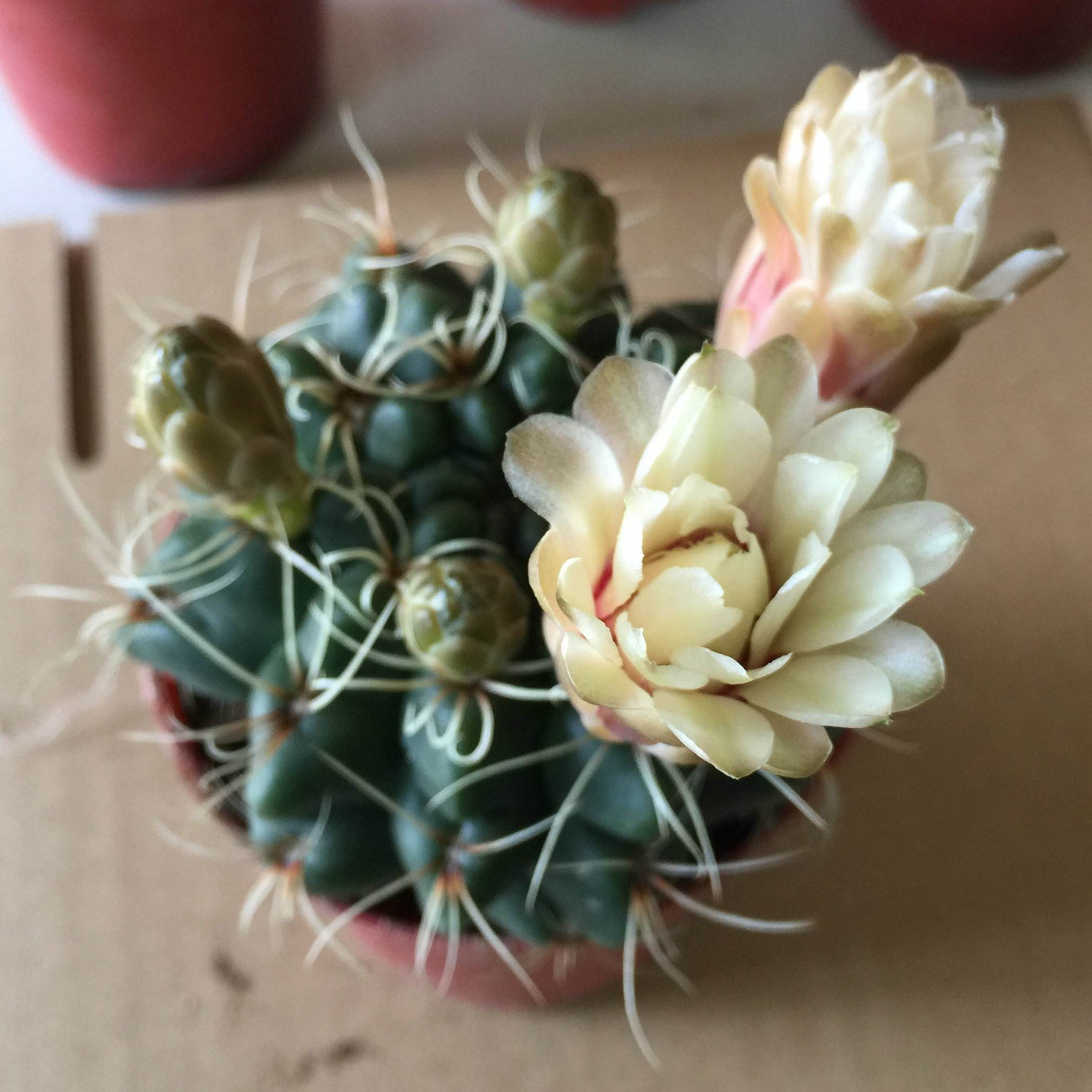 十个仙人球,最新30个仙人球品种