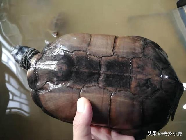 石金钱龟孵化全过程视频,石金钱龟养多少年才会产蛋