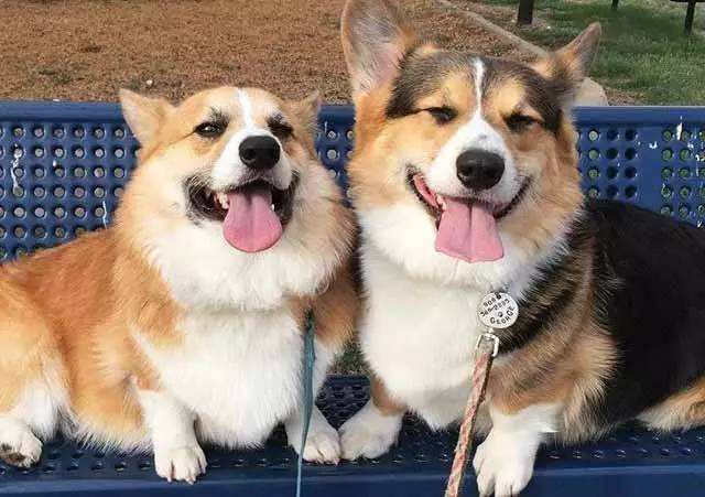 公狗和母狗有哪些区别,公狗和母狗有什么区别吗