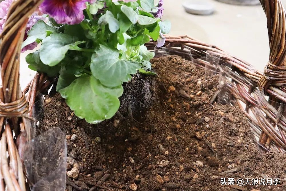 三色堇花卉盆栽,四季开花盆栽三色堇