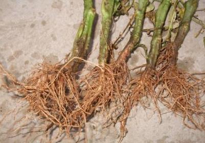 辣椒的奇迹！辣椒根腐病用这个杀菌组合，亩产上万斤一茬接一茬