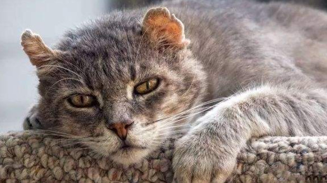 猫咪老去不可逆，想让爱猫陪伴更长久，五点衰老征兆需提早留意！
