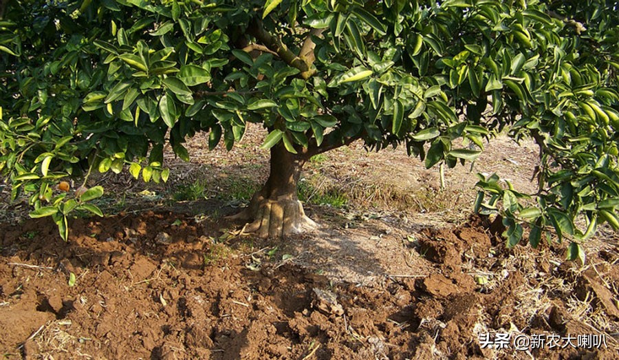 果园酸化最佳治疗方法,果园土壤酸化如何处理