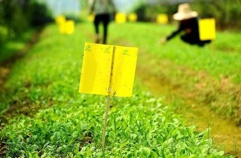神秘小黑虫,芝麻大小的小黑虫咬人特别痒