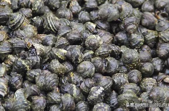 作为潮汕人，这89种海鲜你都能对上号吗