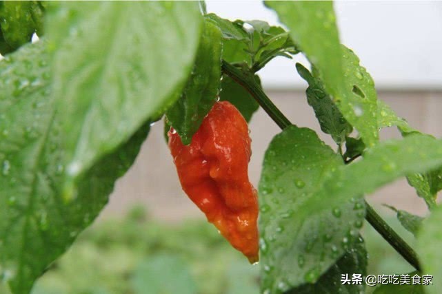 看看非洲小伙吃老干妈，虽然嘴上说不要，但表情却出卖了他