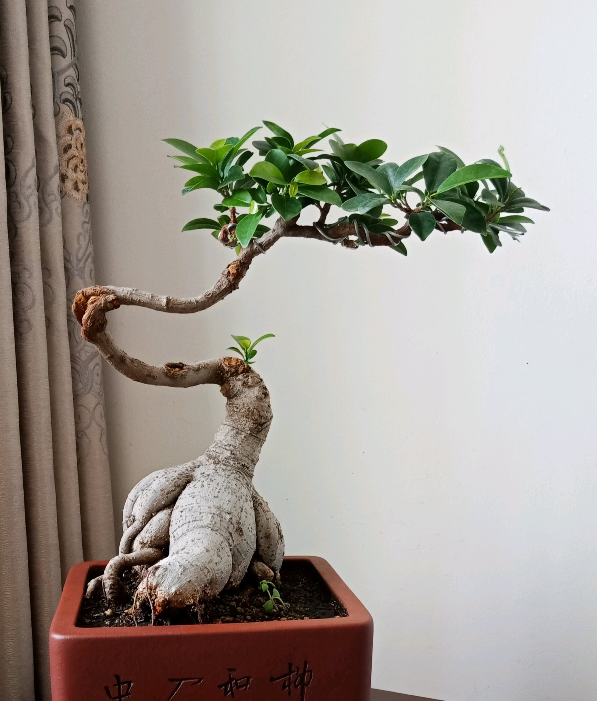 人参榕换盆后掉叶子了怎么办,人参榕烂根换盆正确方法