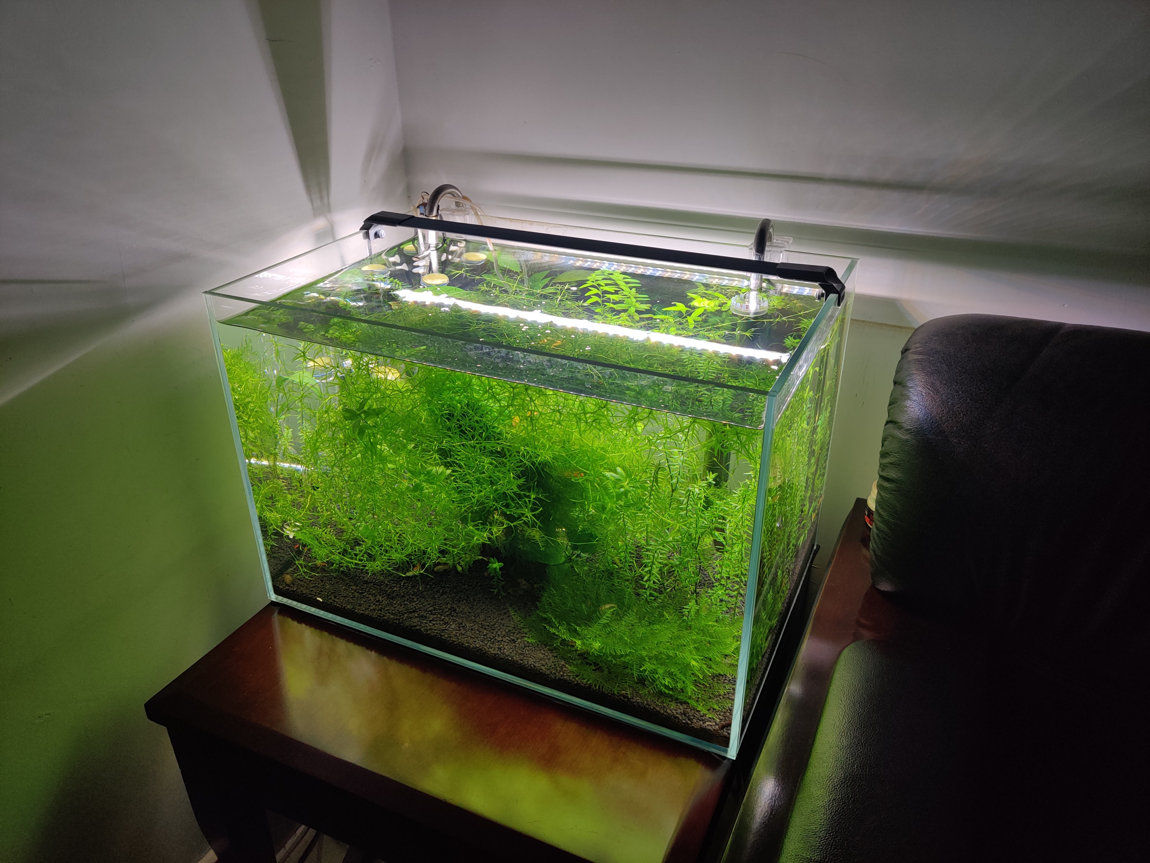 玩草缸怎么知道要多少水草,玩草缸用什么水好