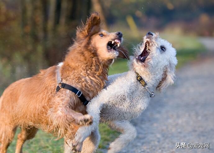 大狗呼吸急促怎么让它正常,狗狗对其他狗很警惕怎么办