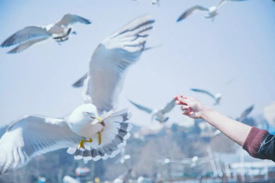 美过三亚!比厦门浪漫!中国这座海滨老城,去一次相当于环游世界