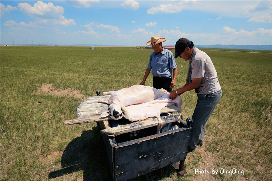 内蒙古杀羊最快的方法,大草原杀羊