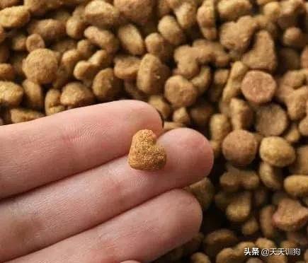 科学养犬四个标准是指哪些,科学养宠攻略狗不能吃什么