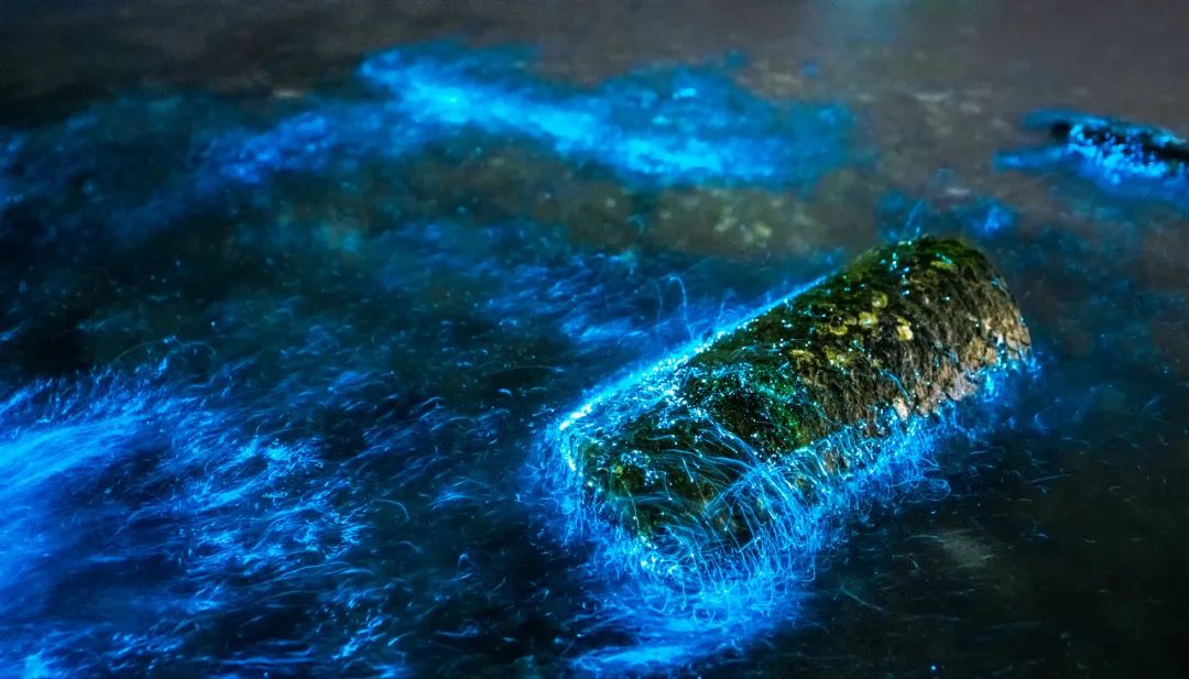 海滩再现绝美荧光海宛如蓝色星河,成都荧光海滩