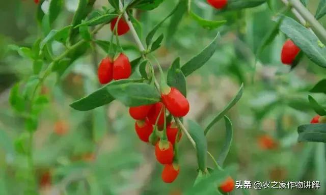 枸杞病虫草害及其防治彩色图谱,枸杞的病虫害怎么治