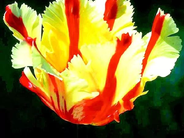 巴西联邦共和国简介(一)