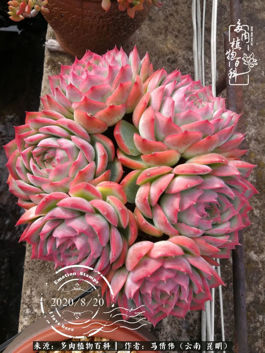 熬过了夏天的多肉,多肉熬过夏天惊艳整个秋天