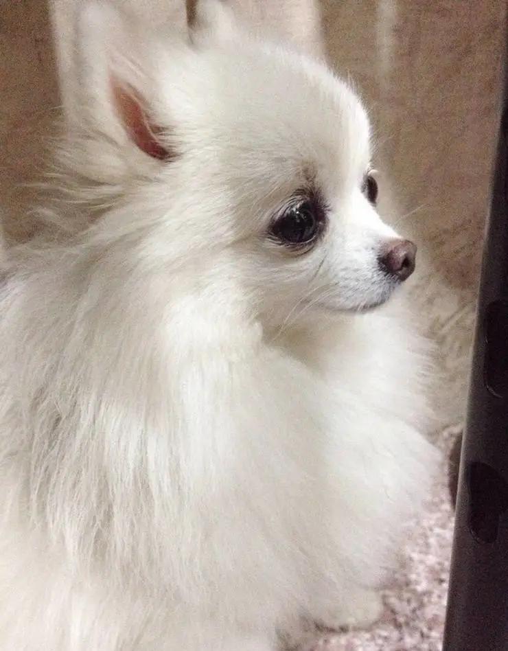 给狗起名字侵权吗,给狗起了一个字名字