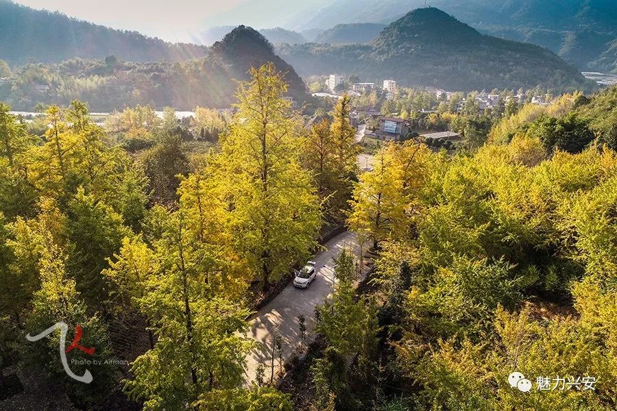 桂林兴安漠川银杏最佳观赏时间,桂林兴安漠川银杏网红打卡地