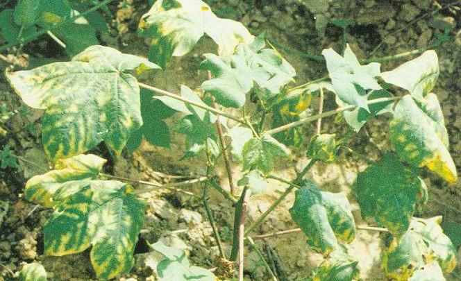 棉花枯黄病的防治办法,棉花出现黄萎病怎么处理