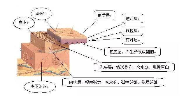黑色素如何炼成的,黑色素怎么生成详细解说