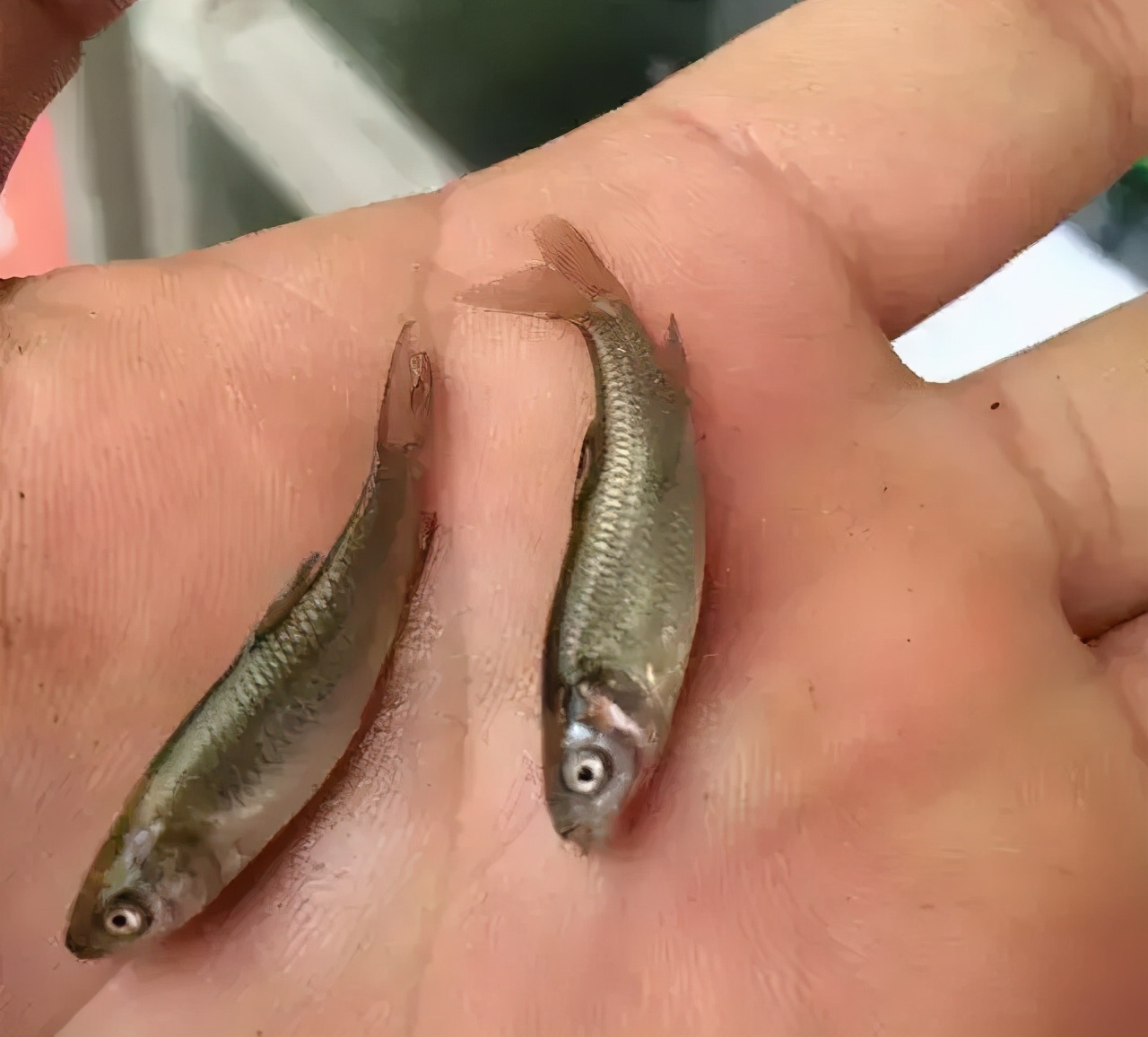 鱼苗白尾什么原因,鱼苗白嘴病的治疗