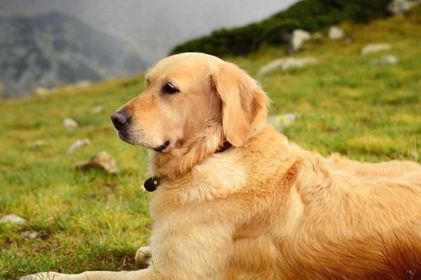 如何选一只好宠物狗,如何选到一只品种好的狗