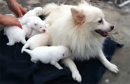 老话说：“丧亲三年不贴红，生子三年不养宠”是啥意思？有道理吗