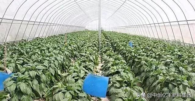 大棚湿度太大能通风吗,西红柿大棚湿度太大如何除湿