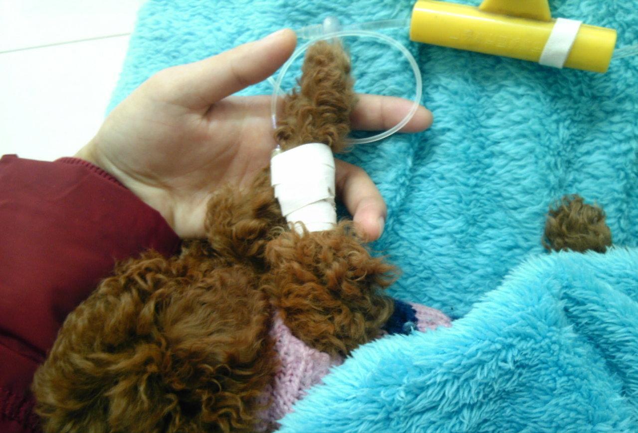 很可爱的狗被主人抛弃,可爱的泰迪被打残废