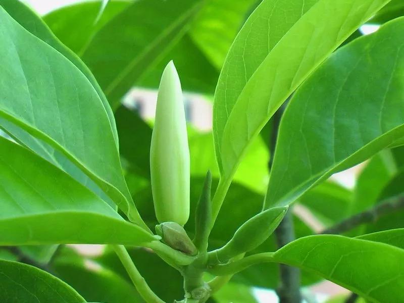 白兰花家庭盆栽,白兰花怎么养才能开花多