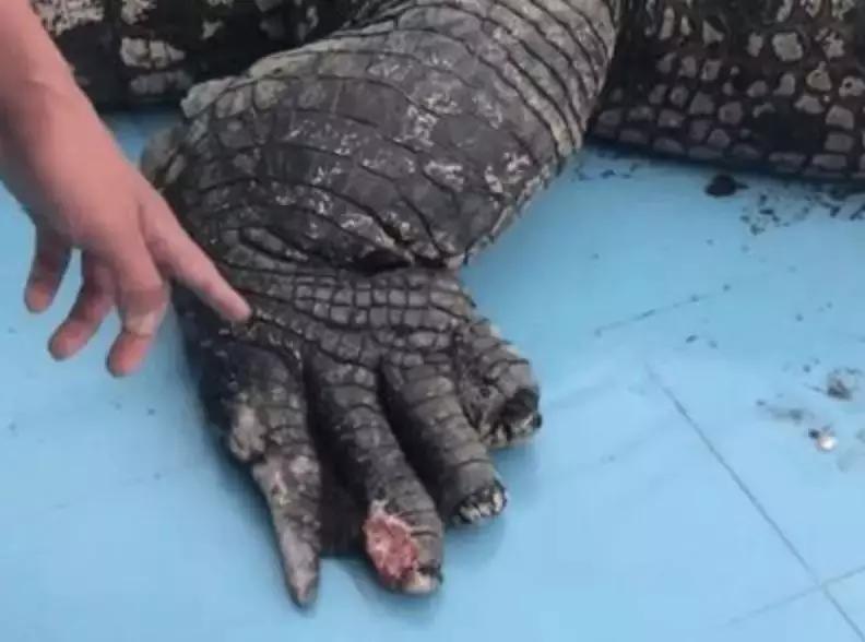 百万巨鳄砸死鳄鱼,鳄鱼被石头打伤