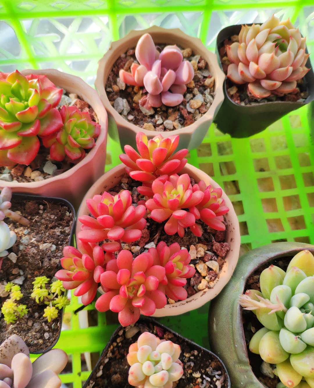 红蜻蜓多肉的养护方法和注意事项,养多肉容易出现的几种症状