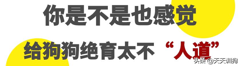一只绝育的公狗,被绝育的狗子