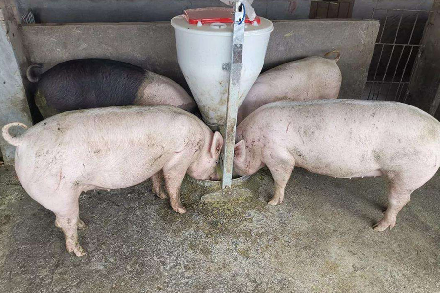 母猪不吃带药的饲料怎么解决,孕期母猪不吃饲料怎么办