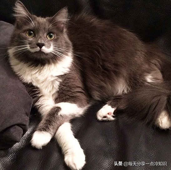 世界上最有名的12只猫咪,世界上十大最可爱的猫咪排名