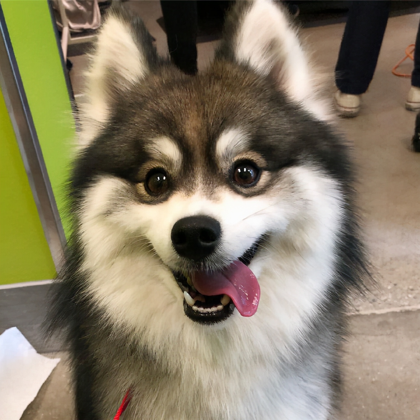 好养的7种狗狗颜值高性格好,30种常见狗狗介绍你养的是哪一种