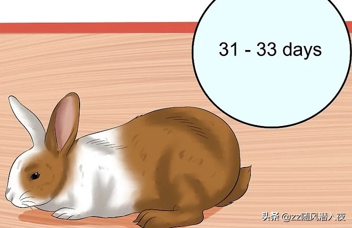如何照顾怀孕的兔,初生兔子正确照顾方法