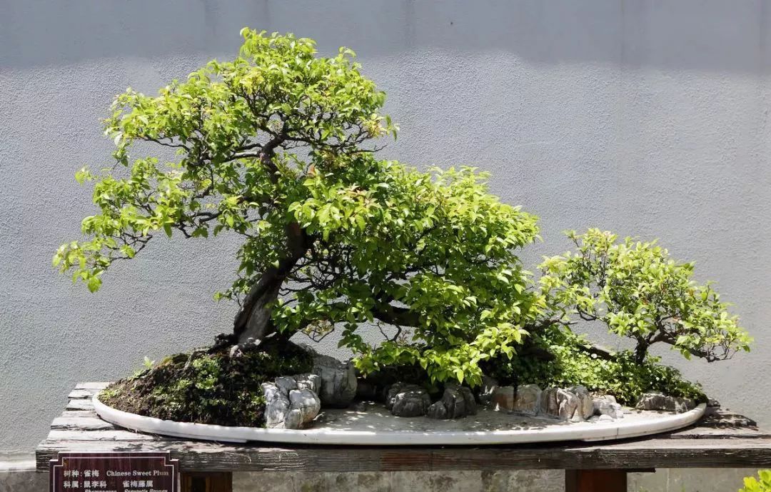 雀梅的习性,雀梅怎样认识