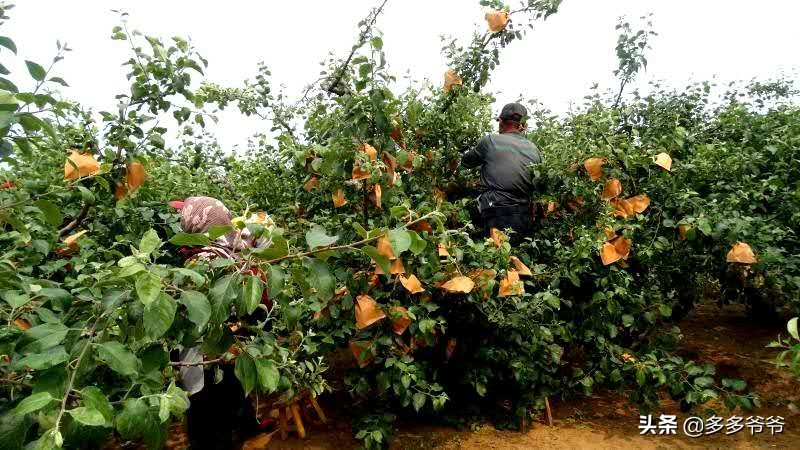 烟台海水浴场免费吗,山东省烟台市海水浴场