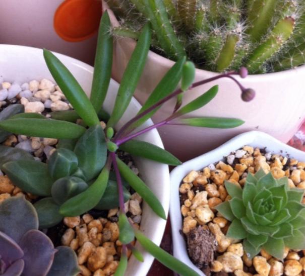 养吊兰绿萝用什么盆栽,绿萝吊兰怎样养