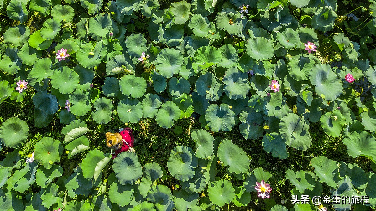 全国最大的荷花养殖基地,中国最大荷花园