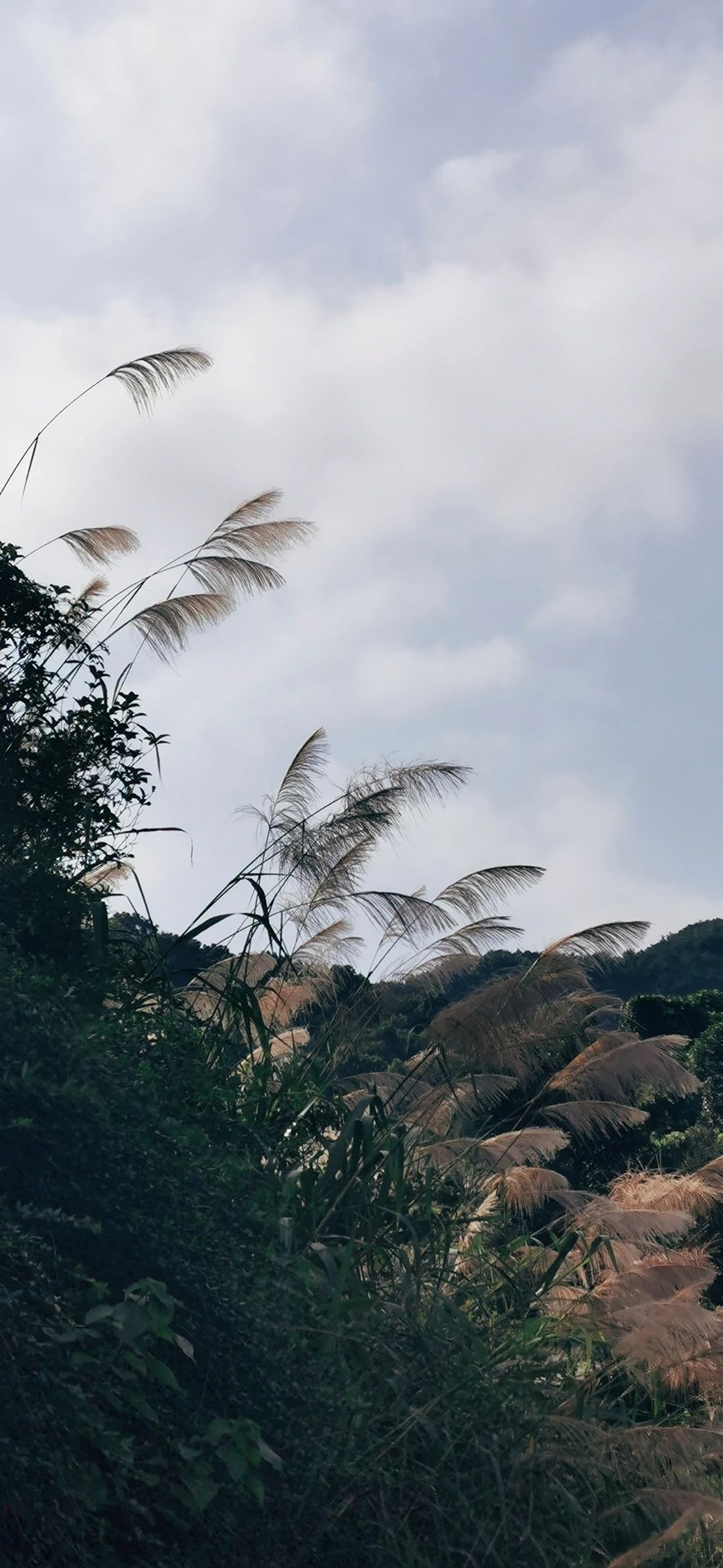 小小仙人掌开花生活处处充满惊喜,仙人掌科中的巨无霸